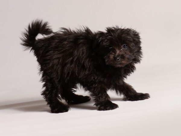 [#20629] Black Male Pomapoo Puppies for Sale