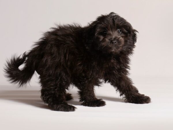 [#20628] Black Female Pomapoo Puppies for Sale