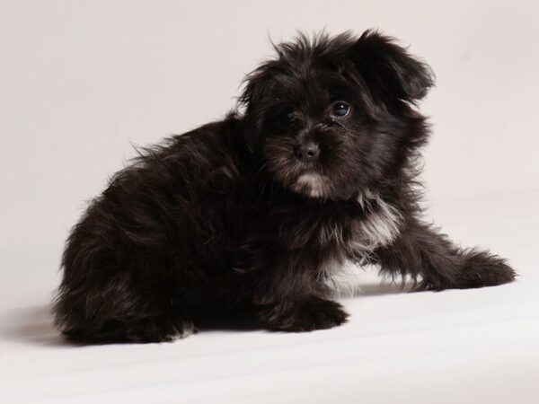 [#20626] Black Female Shiranian Puppies for Sale
