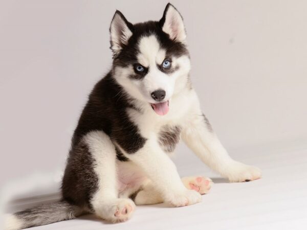 [#20624] Black / White Female Siberian Husky Puppies for Sale