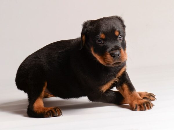 [#20623] Black / Rust Female Rottweiler Puppies for Sale