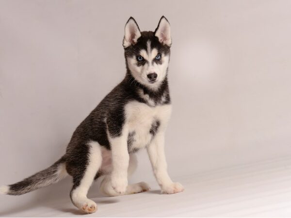 [#20644] Black / White Female Siberian Husky Puppies for Sale