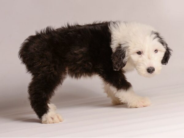 [#20648] Black / White Female Old English Sheepdog Puppies for Sale