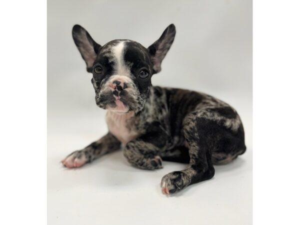 [#20651] Blue Merle Female French Bulldog Puppies for Sale