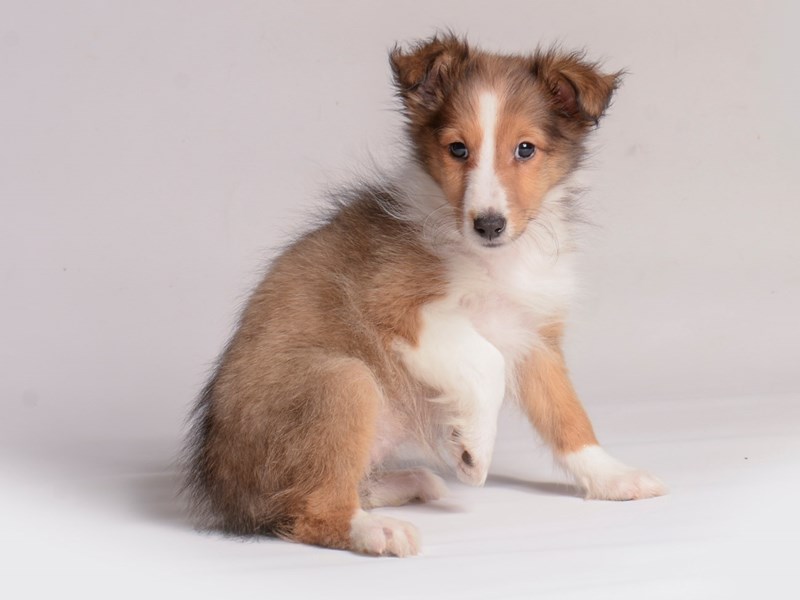 Kennel club shetland sheepdog puppies top