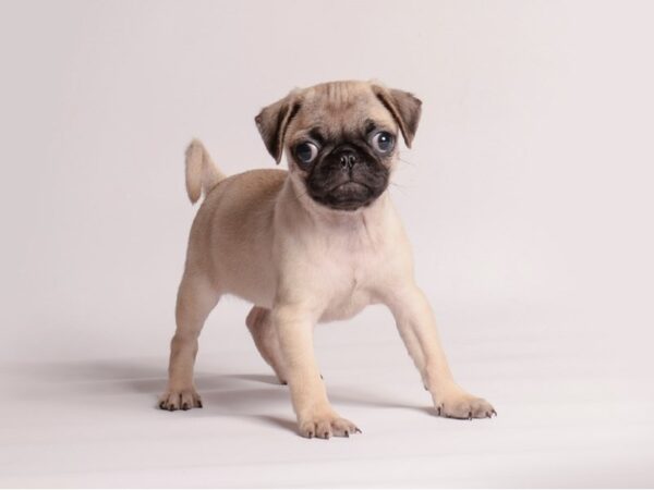 [#20654] Fawn Female Pug Puppies for Sale