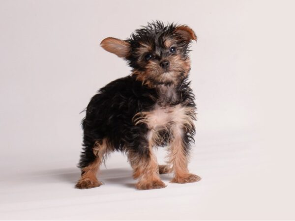 [#20664] Black / Tan Male Yorkshire Terrier Puppies for Sale