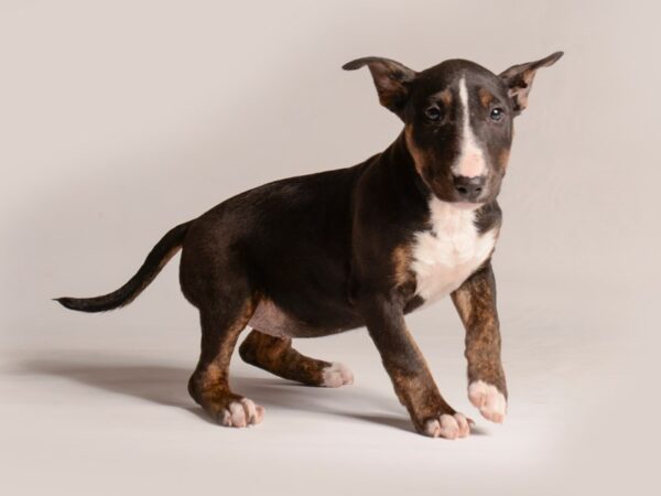 [#20693] Black and Tan Female Bull Terrier Puppies for Sale