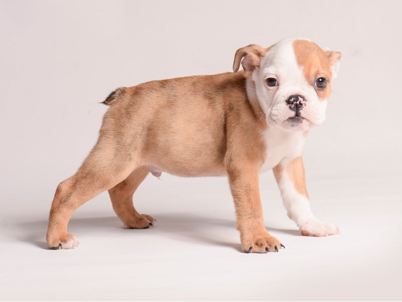 Dogs & Puppies For Sale Petland Topeka, Kansas