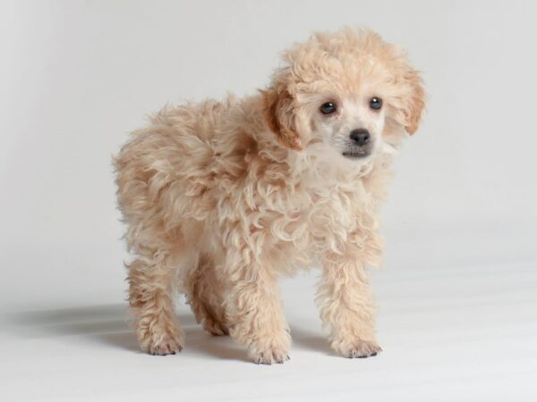 [#20696] Apricot Female Poodle Puppies for Sale
