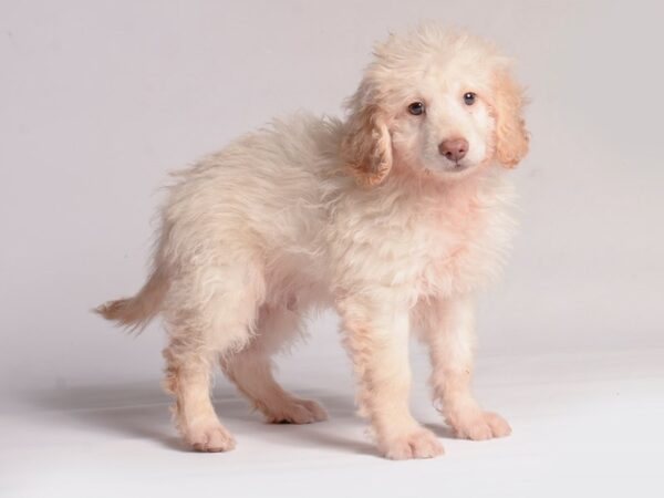 [#20707] Cream Male Poodle/Golden Retriever Puppies for Sale