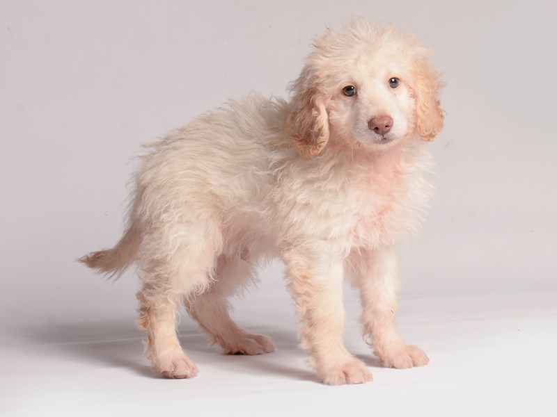 Retriever poodle best sale mix for sale
