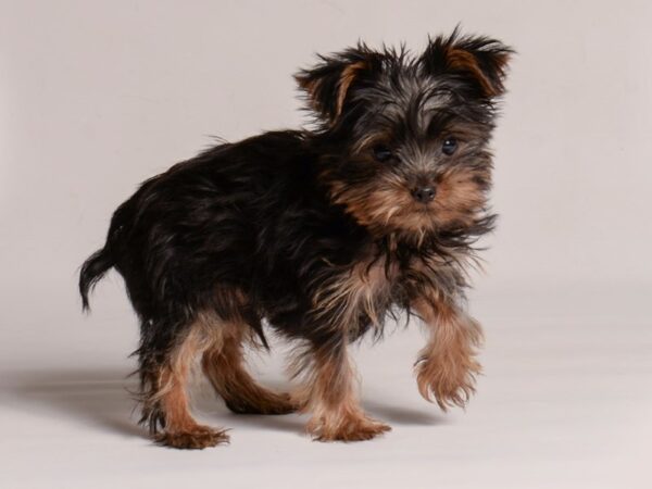 [#20714] Black / Tan Male Yorkshire Terrier Puppies for Sale