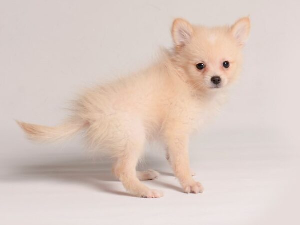 [#20712] Orange Sable Male Pomeranian Puppies for Sale