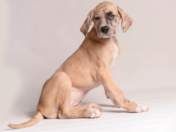 [#20719] Fawn Female Great Dane Puppies for Sale