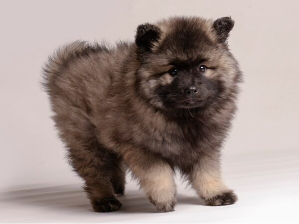 [#20721] Black / Silver Female Keeshond Puppies for Sale