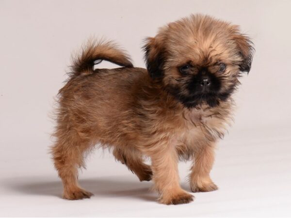 [#20726] Sable Male Shih Tzu Puppies for Sale