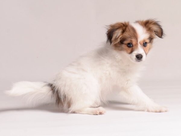 [#20695] Sable / White Female Papillon Puppies for Sale