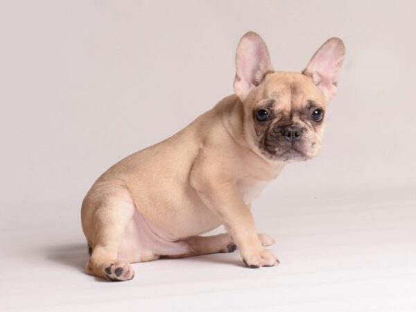 [#20672] Merle Male French Bulldog Puppies for Sale
