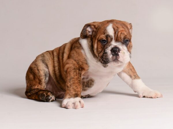 [#20730] Brindle and White Male English Bulldog Puppies for Sale