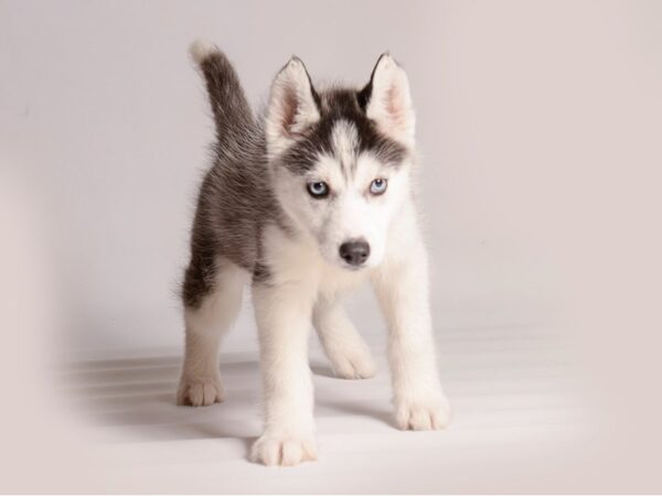[#20760] Black and White Female Siberian Husky Puppies for Sale