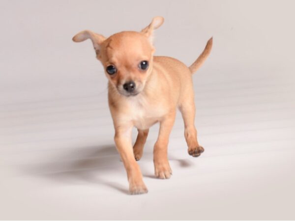 [#20759] Fawn Female Chihuahua Puppies for Sale