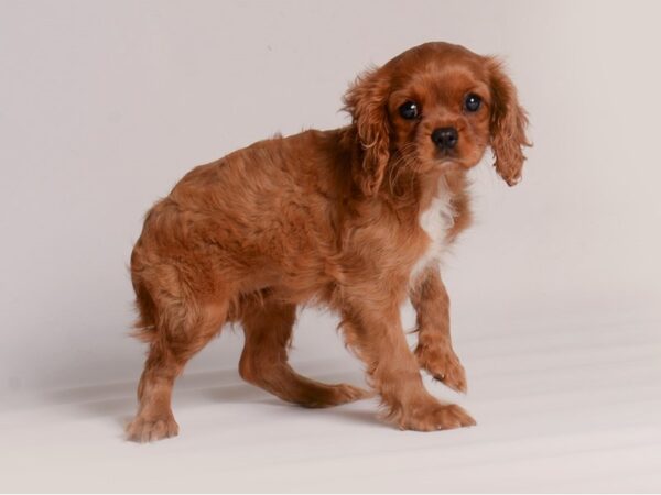 [#20758] Ruby Female Cavalier King Charles Spaniel Puppies for Sale