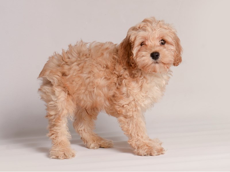 Dogs & Puppies For Sale Petland Topeka, Kansas