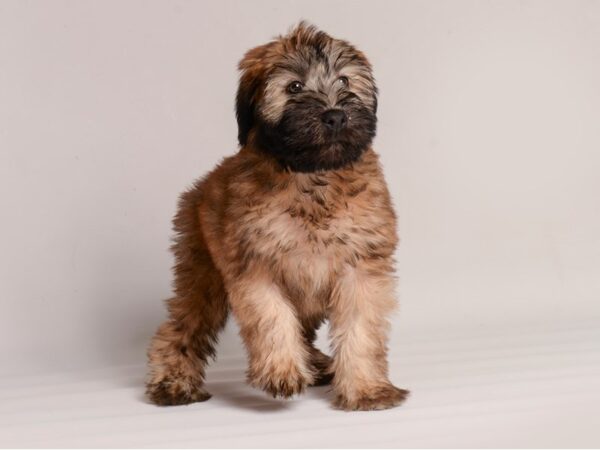 [#20755] Wheaten Female Soft Coated Wheaten Terrier Puppies for Sale