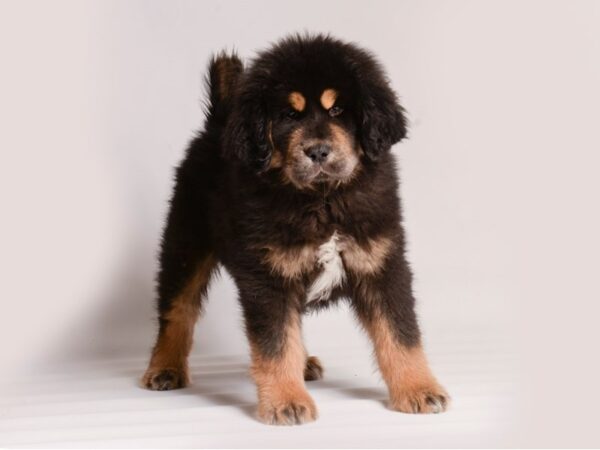 [#20745] Black / Tan Female Tibetan Mastiff Puppies for Sale