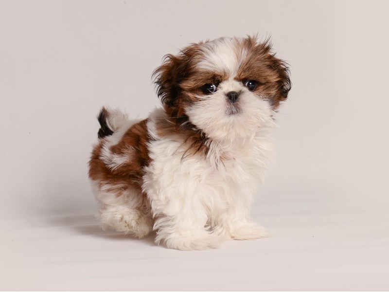 Available Pets Page 4 of 5 Petland Topeka, Kansas