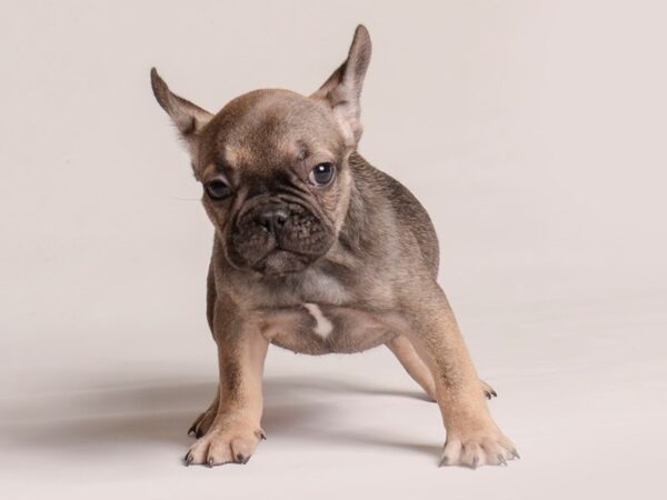 [#20768] Sable Female French Bulldog Puppies for Sale
