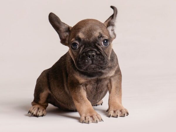 [#20765] Sable Male French Bulldog Puppies for Sale