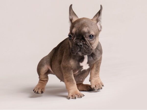 [#20769] Sable Female French Bulldog Puppies for Sale