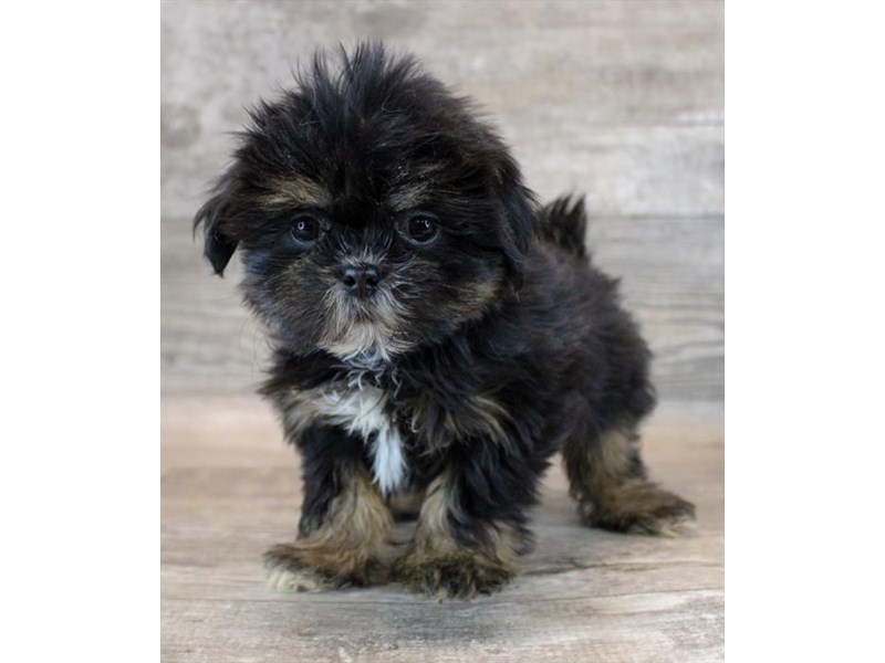 Dogs & Puppies For Sale Page 4 of 4 Petland Topeka, Kansas