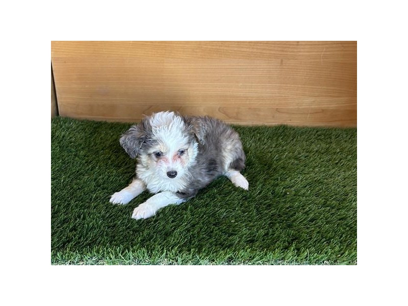 Dogs & Puppies For Sale Page 4 of 4 Petland Topeka, Kansas