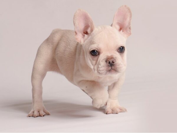 [#20772] Cream Female French Bulldog Puppies for Sale
