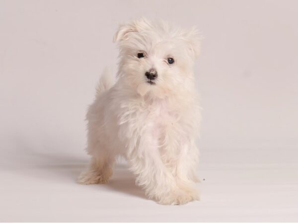 [#20773] White Female Maltese Puppies for Sale