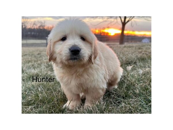 [#20781] Male Golden Retriever Puppies for Sale