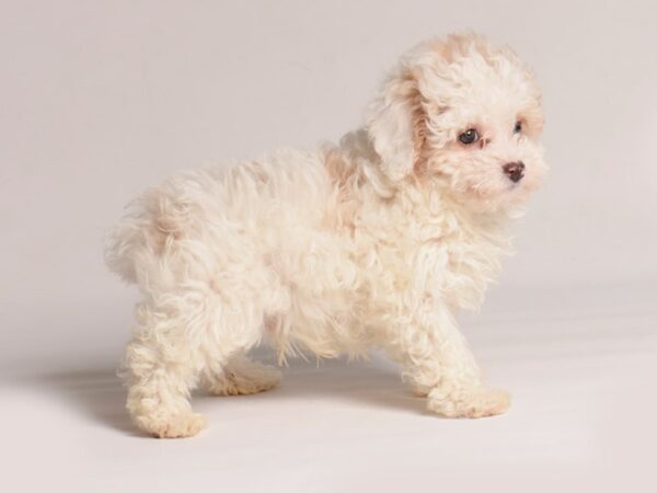 [#20713] Apricot Male Poodle Puppies for Sale