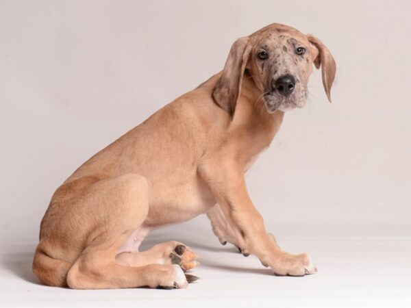 [#20720] Fawn Male Great Dane Puppies for Sale