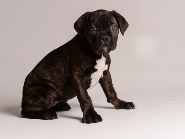 [#20739] Brindle Female Cane Corso Puppies for Sale