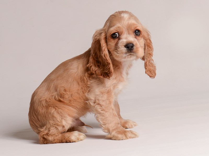 Cocker spaniel puppies for sale near me deals