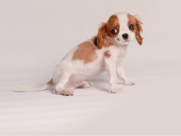 [#20753] Blenheim Male Cavalier King Charles Spaniel Puppies for Sale