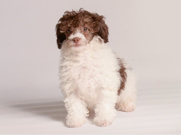 [#20751] Chocolate Female Poodle Puppies for Sale