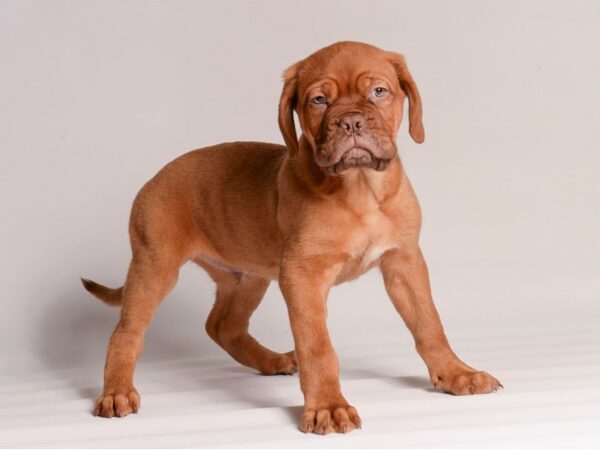 [#20744] Red Male Dogue De Bordeaux Puppies for Sale