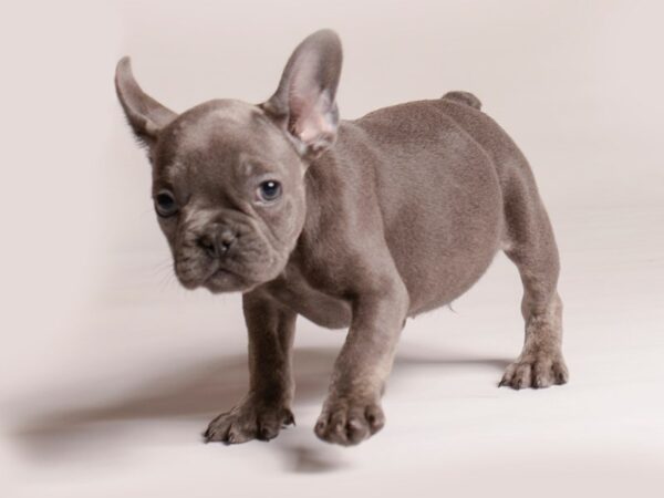 [#20766] Blue Male French Bulldog Puppies for Sale
