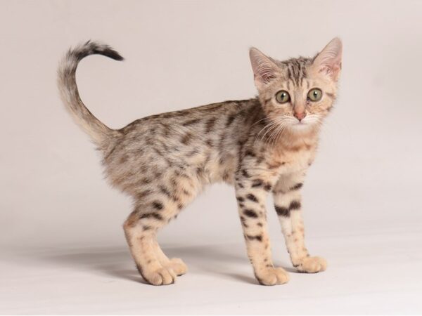 [#20783] Silver Spotted Female Bengal Kittens for Sale