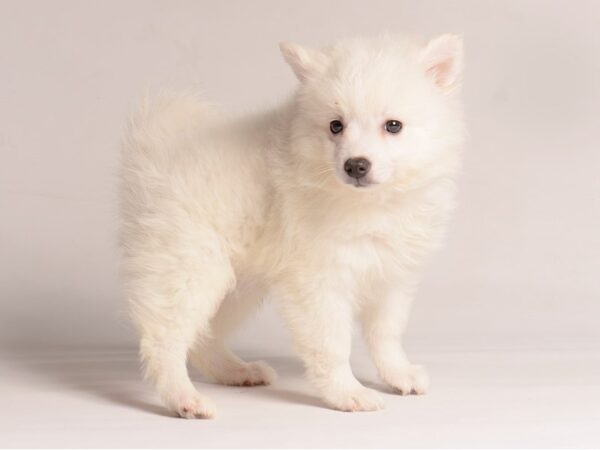 [#20784] White Female American Eskimo Dog Puppies for Sale