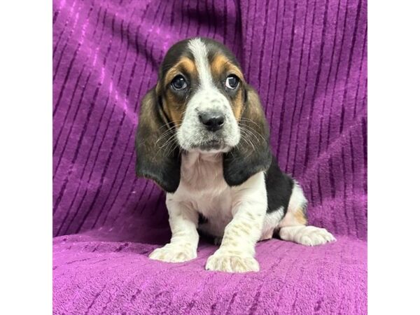 [#20797] Tri-Colored Female Basset Hound Puppies for Sale